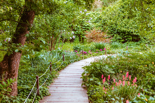 Preview: eco path in the botanical park among trees and flowering plants