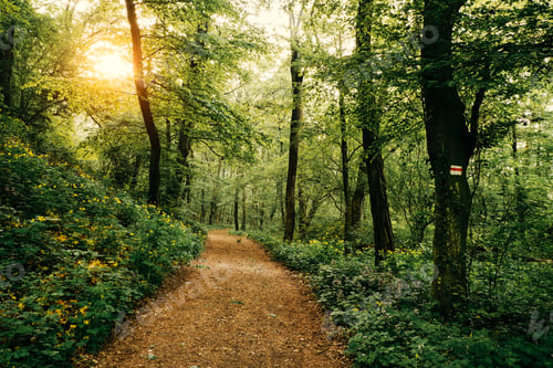 Preview: Footpath in the forest