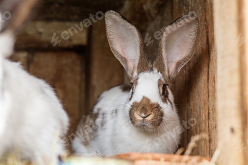 Preview: Close-up of alert rabbit inside wooden hutch
