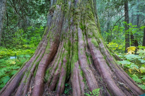 Preview: Tree
