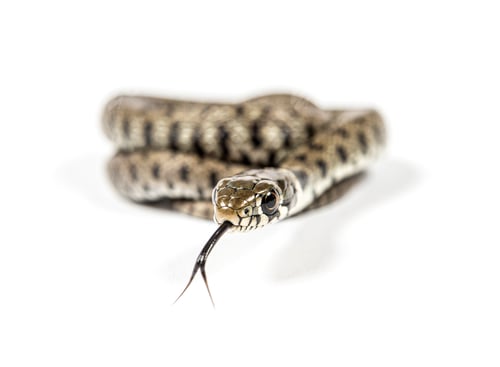 Preview: Grass snake sniffing tongue out, Natrix natrix, Isolated on white
