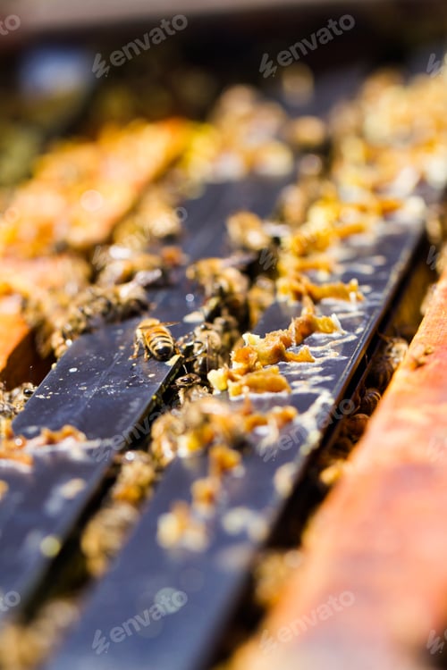 Preview: Beekeeping