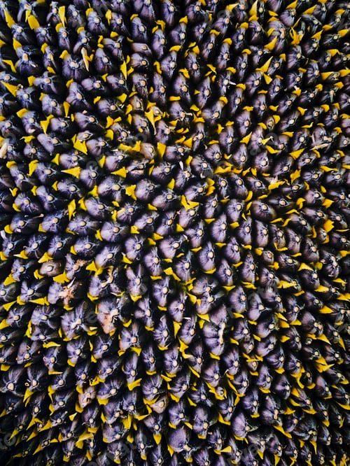 Preview: Sunflowers seeds texture close up