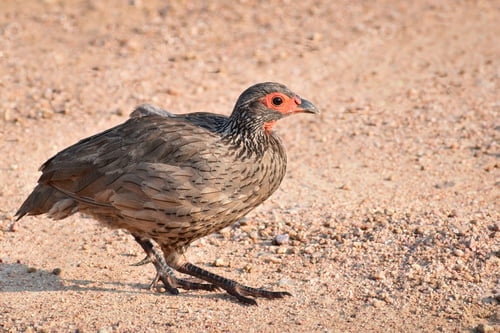 Preview: African Red-Necked Spurfowl