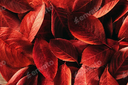 Preview: Autumn red bright colorful leaves background.