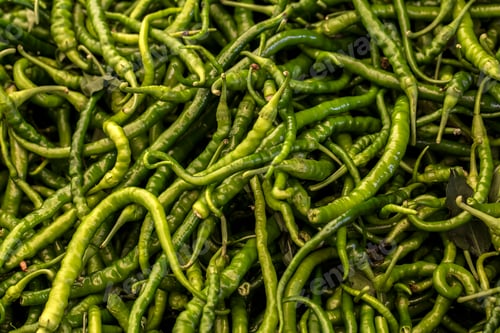 Preview: Green pepper or chili from the farm
