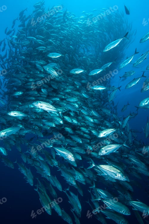 Preview: Shoal of Big Eye Jacks (Caranx Sexfasciatus) Cabo Pulmo, Baja California Sue, Mexico
