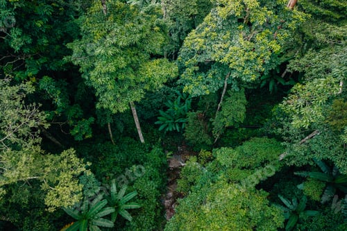 Preview: Aerial view of waterfalls and rainforests, forests and environmental conservation