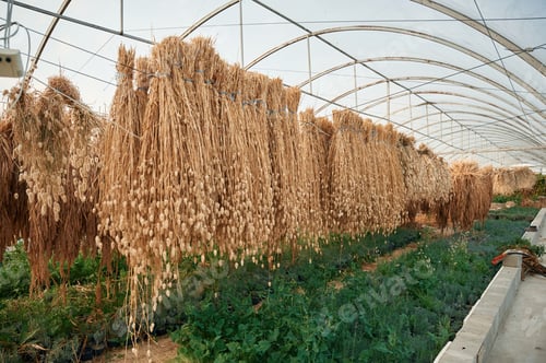 Preview: Bunch of dried plants are hanging in the greenhouse