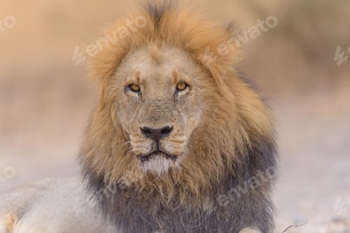 Preview: Closeup shot of a lion laying on the ground while looking at the camera