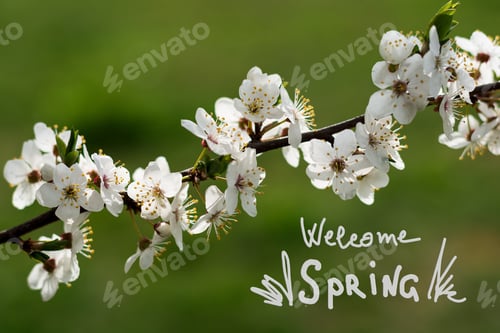 Preview: Close up cherry blossom. Selective focus. Toned. Welcome spring text
