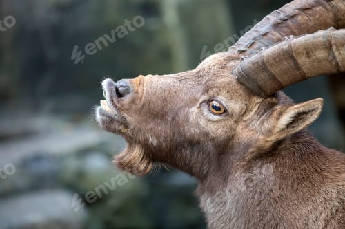 Preview: Alpine ibex, wild goat animal on blurred background
