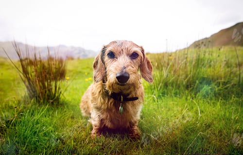 Preview: Portrait of cute dog in rural landscape