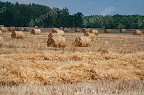 Preview: Beautiful view of round hay bales in a field