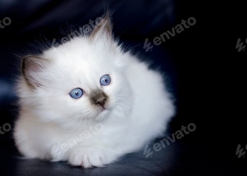Preview: A Fluffy Birman Kitten With Striking Blue Eyes
