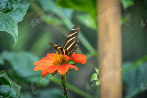 Preview: Zebra longwing butterfly on a orange flower