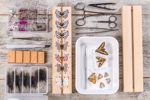 Preview: Butterflies and tools