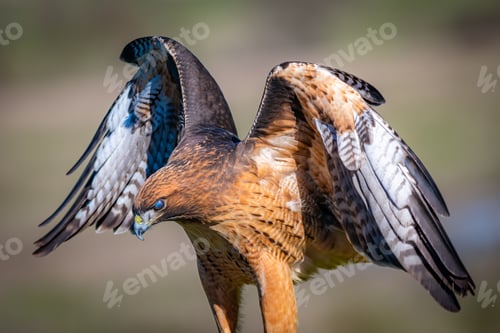 Preview: High-resolution closeup shot of a Red-tailed hawk with its wings spread wide open