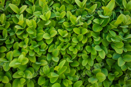 Preview: Fresh green buxus (Buxus sempervirens) leaves background.