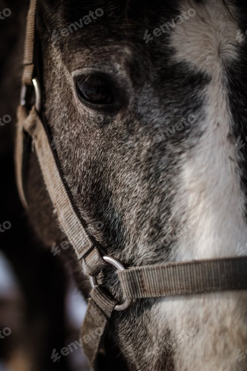 Preview: the grey Carthusian horse in winter field