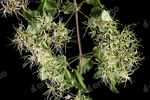 Preview: Seeds (fruits) and leafs of Clematis , lat. Clematis vitalba L., isolated on black background