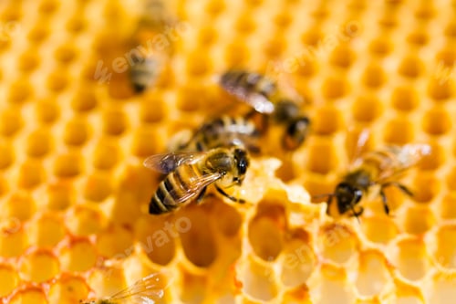 Preview: Beekeeping