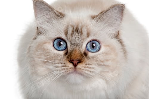 Preview: close up of a Ragdoll (10 months old)