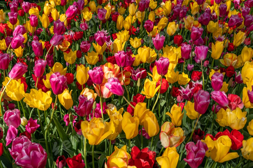 Preview: tulip flowers on flowerbed in city park