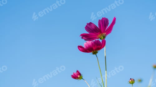 Preview: Pink cosmos flower blooming under a clear blue sky with natural light.