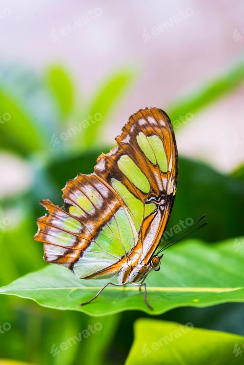 Preview: Butteryfly in Amazon Rainforest, Coca, Ecuador, South America