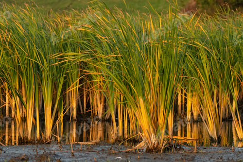 Preview: Scirpus or club-rush.Bush of rush on the slow flow river bank