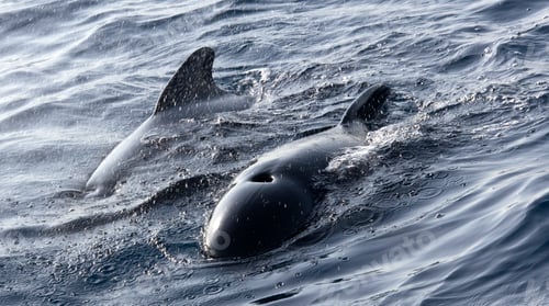 Preview: Long-finned Pilot Whale, El Estrecho Natural Park, Spain