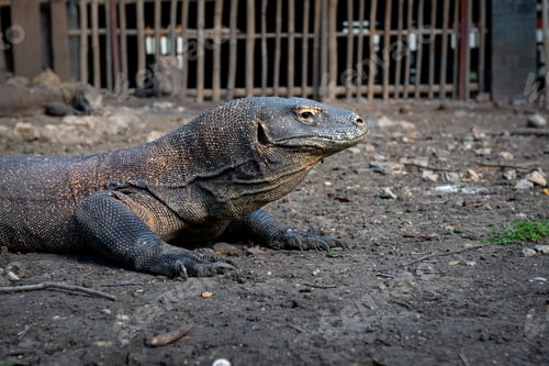Preview: Komodo or Varanus komodoensis is an animal endemic to Indonesia.