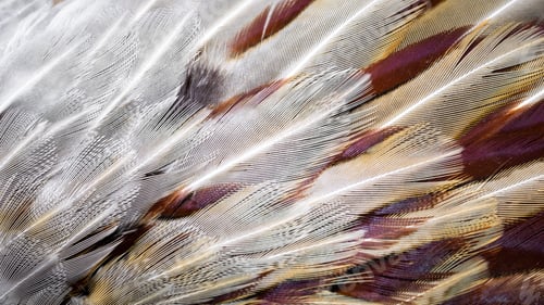 Preview: colored pheasant feathers with a visible texture. background