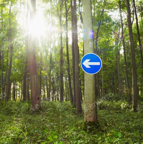 Preview: Arrow road sign on tree