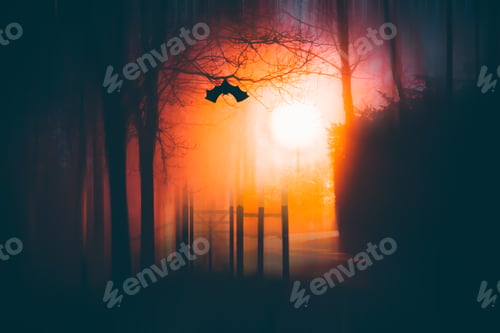 Preview: Magic, mysterious forest with trees in fog. Halloween concept