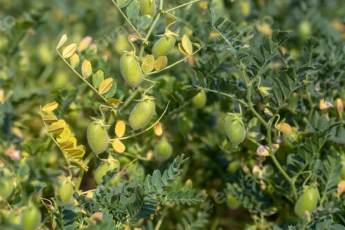 Preview: Green chickpeas in pod. Chickpea plant detail growing on the field. Green pod chickpea (yesil nohut)