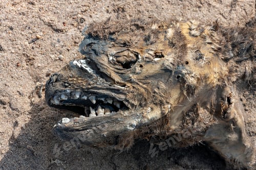 Preview: Cape Cross Seal Colony - Namibia