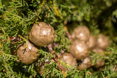 Preview: Branch of a Cupressus sempervirens