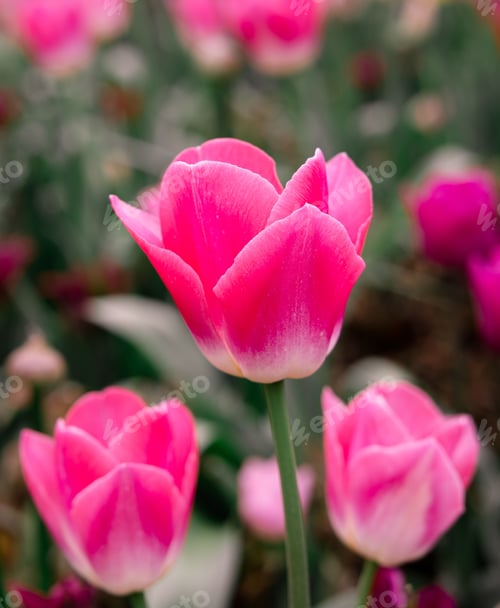 Preview: Dynamic mix of pink blooming tulips in the garden