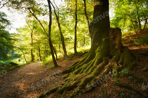 Preview: Big tree roots in the forest