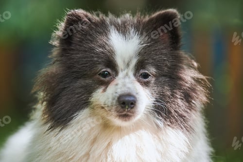 Preview: Pomeranian Spitz dog in garden, close up face portrait