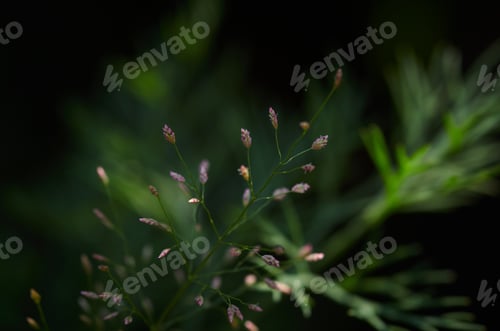 Preview: flower of the grass