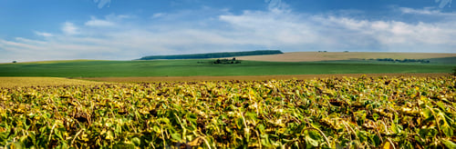 Preview: Panoramic view on sunflower field beautiful landscapes of farmland on the horizon with blue sky