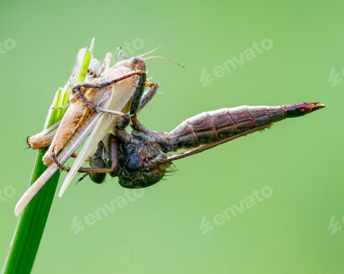 Preview: robber fly