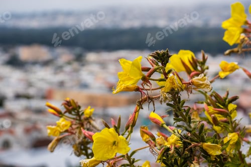 Preview: Hooker's evening primrose flowers