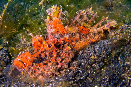 Preview: Devil Stinger, Lembeh, Indonesia