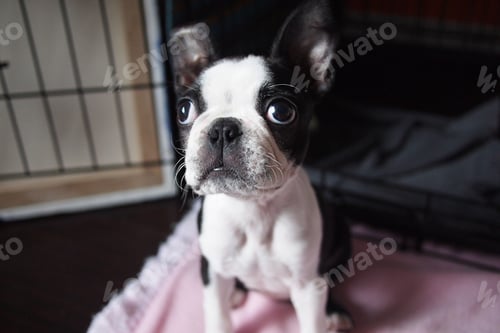 Preview: Cute puppy sitting in front of dog crate.