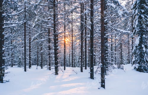 Preview: Sunbeam illuminating winter forest in morning