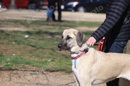 Preview: Dog walking